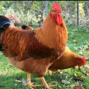 DEV New Hampster Yumurtası